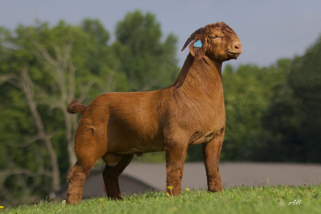 The Heat Seekers Buck Sale (21-30) – GoatPromoter.com