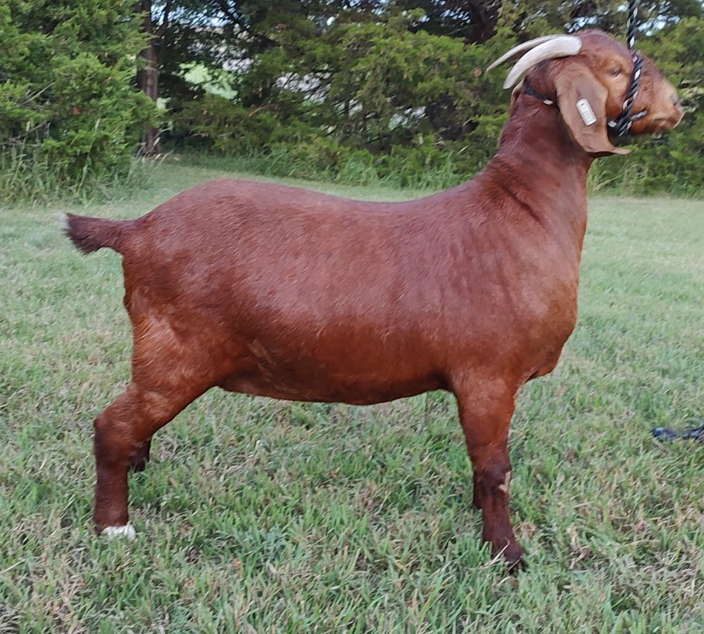 Midwest Madness Boer Goat Sale (41-50) – GoatPromoter.com