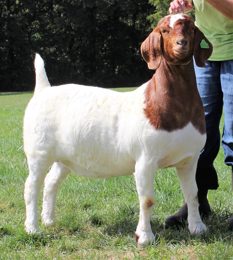 Midwest Madness Boer Goat Sale (41-50) – GoatPromoter.com