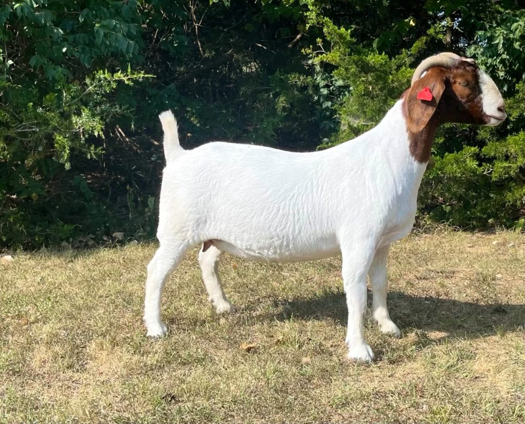 Midwest Madness Boer Goat Sale (41-50) – GoatPromoter.com