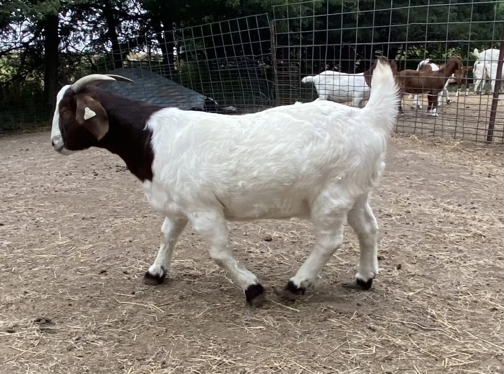 Buying A Goat? Here's 17 Items You Better Get First - Off The Grid News