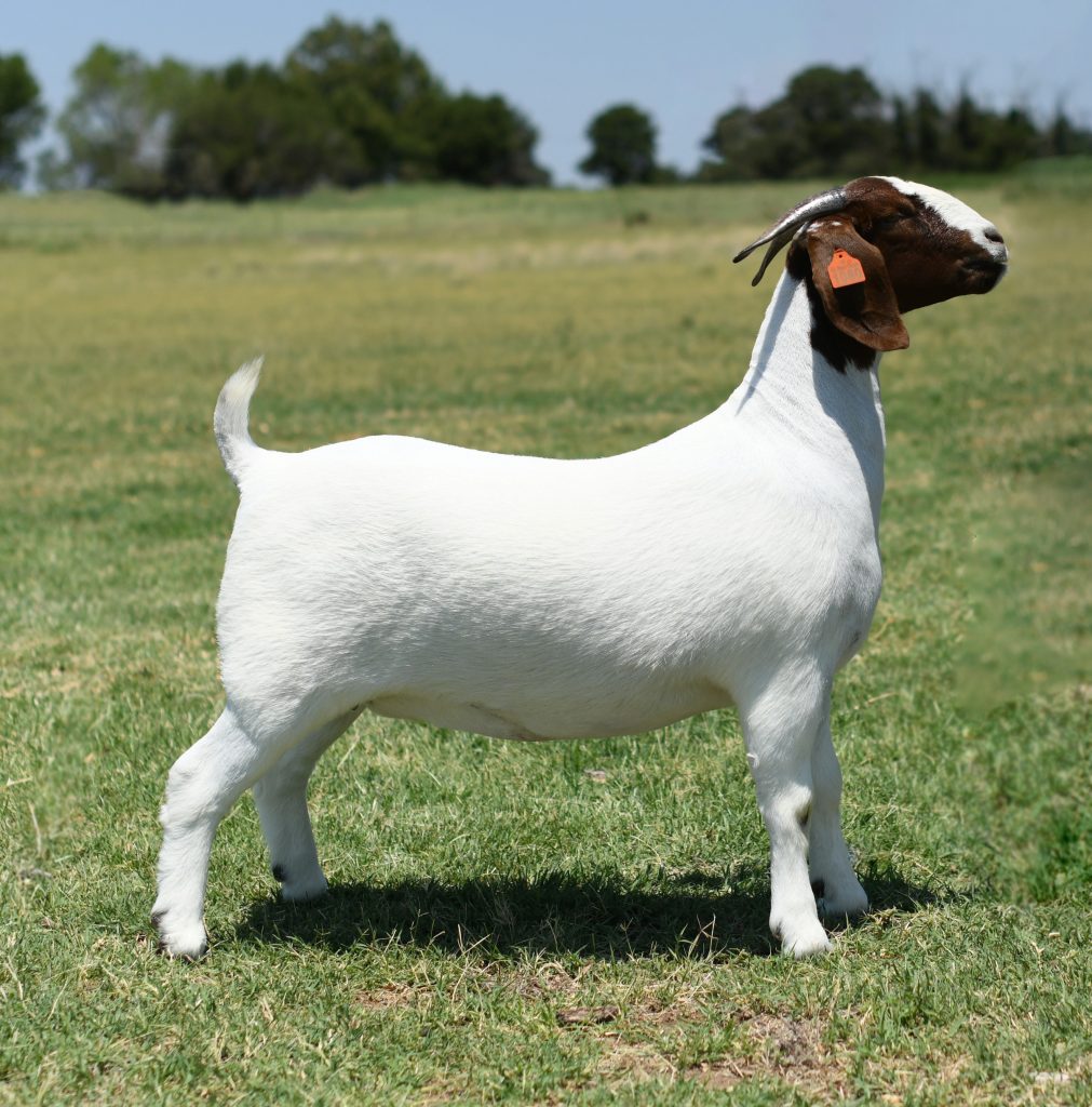 The Cowboy Classic Boer Goat Sale (31-40) – GoatPromoter.com