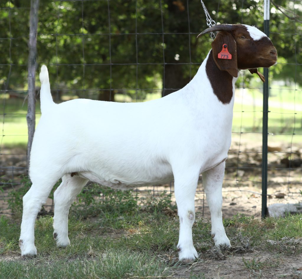 The Cowboy Classic Boer Goat Sale (71-80) – GoatPromoter.com