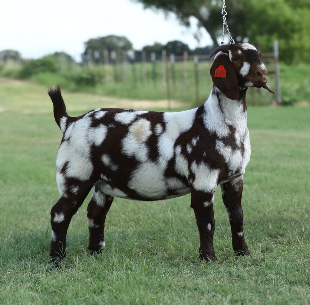 The Cowboy Classic Boer Goat Sale (51-60) – GoatPromoter.com