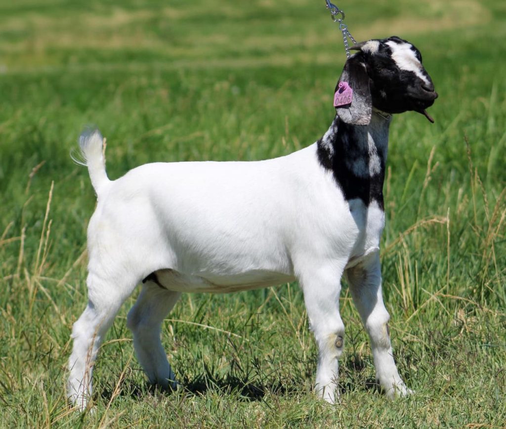 Cascades Invitational Boer Goat Sale (31-40) – GoatPromoter.com