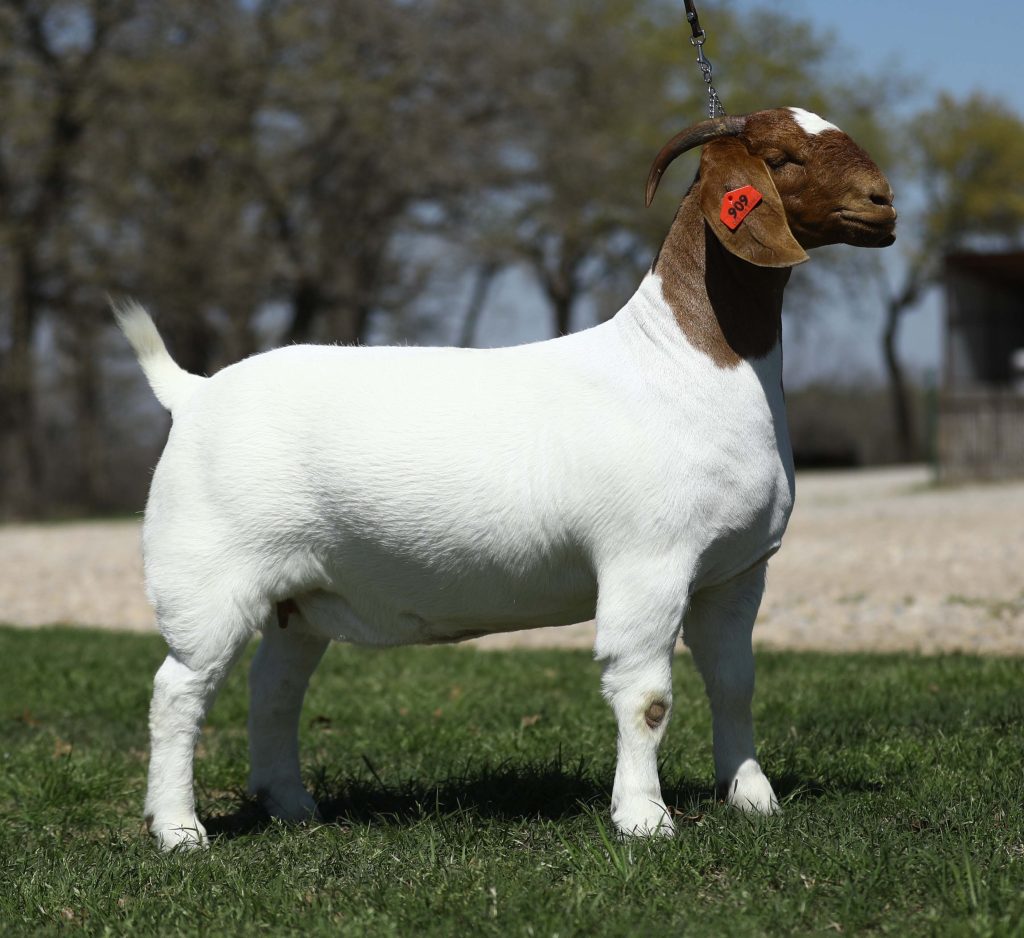 The Cowboy Classic Boer Goat Sale (31-40) – GoatPromoter.com